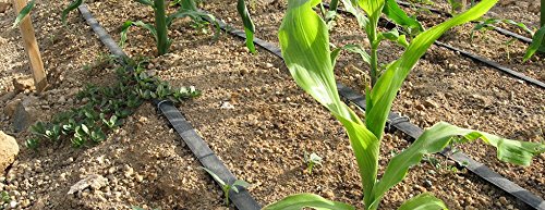 Tuyau pour arrosage goutte à goutte 16 mm Jauge épaisseur de paroi 6 mm. Goutteurs touts les 20 cm. Rouleau de 300 m. Tuyau plat avec débit 4 litres par heure.