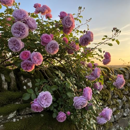 Image of Climbing Rose Hybrid Seeds Pack - Large Flowers- 70 Easy-to-Grow Seeds for Vibrant Blooms, Suitable for All Indian Climates (LAVENDER)