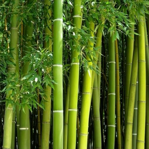 300+ PCS Green Bamboo Seeds for Planting Exotic Bamboo Seed Fast Growing Giant Bamboos Privacy...