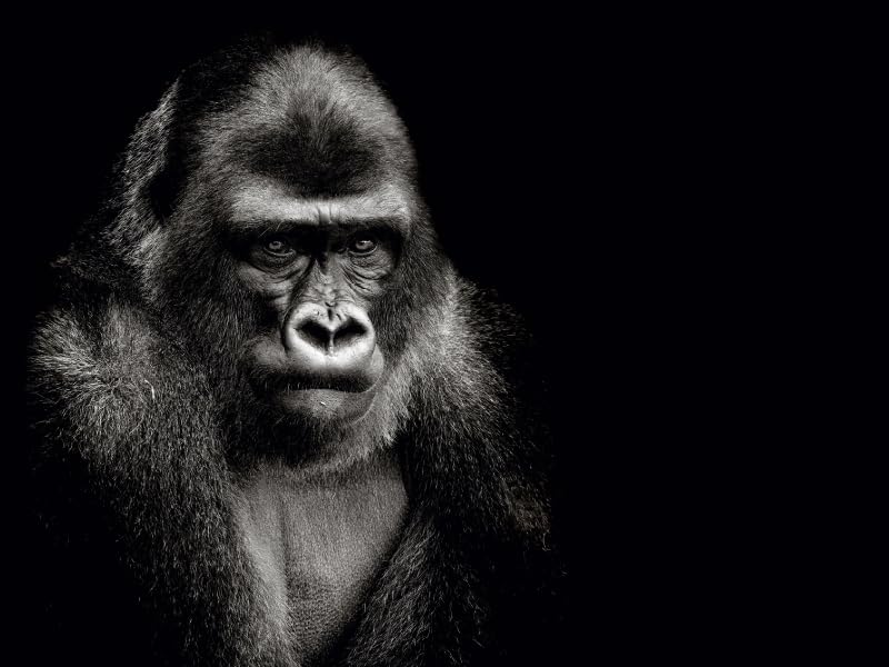 CALVENDO Puzzle Gorilla 1000 Teile – Lege-Größe 64 X 48 Cm, Foto-Puzzle Von Kirsten Karius