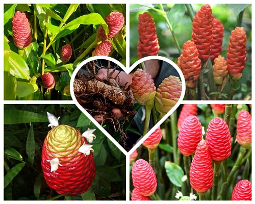 4 Shampoo Ginger Ginger Roots for Planting, Zingiber Zerumbet Red Ginger Lily Flowers Bulbs, Edible Pinecone Roots, 1 Year Old
