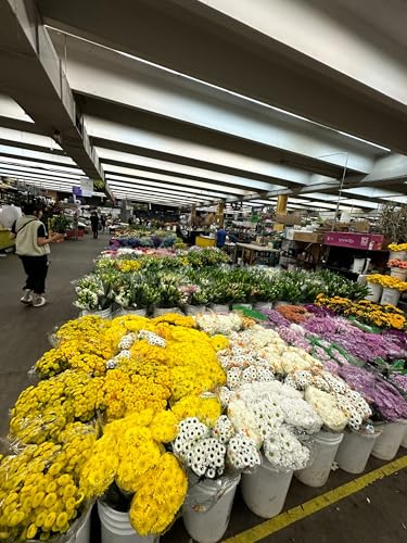 next day delivery 20 yellow tulips fresh cut flowers wheat field bouquet gifts for home decoration birthdays friendship and love pink
