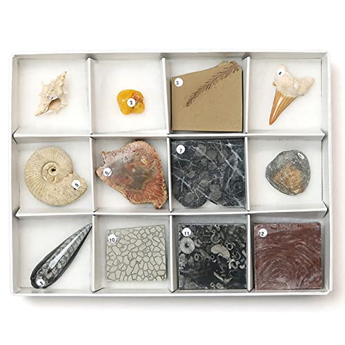 SCIENCE Fossils specimens j[A ΁uΕW{12ZbgiJuAォV܂Łjv^t
