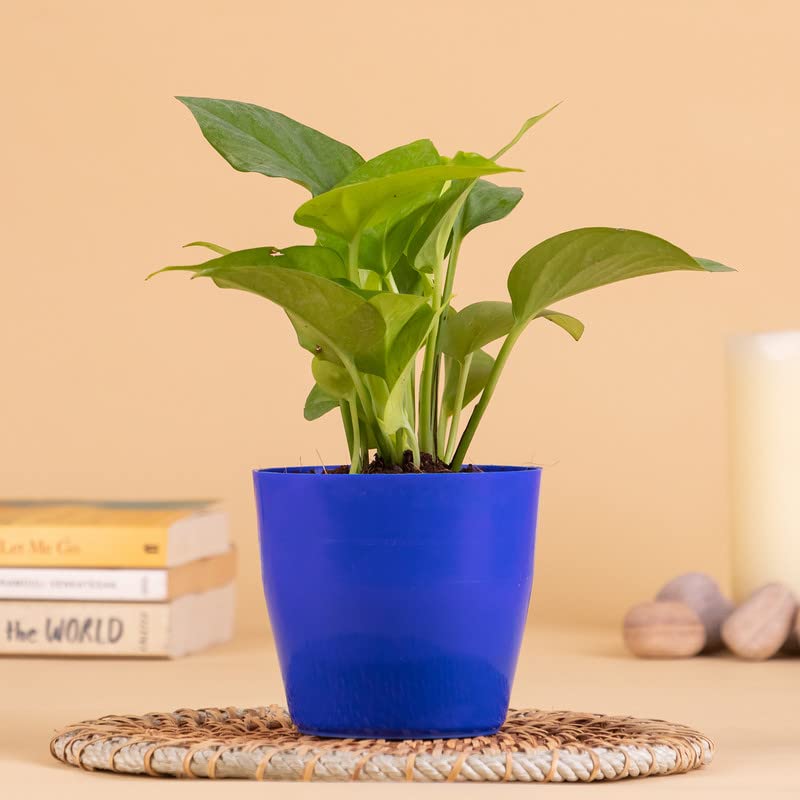 Vibrant Green Golden Money Plant In Blue Plastic Pot |Indoor Plant|Birthday Gift|Home Décor|Gift (B0B6WRQQLM) Amazon Price History, Amazon Price Tracker