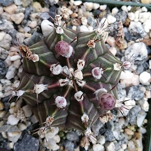 Gymnocalycium Friedrichii Cacti Cactus Succulent Real Live Plant #TOP3