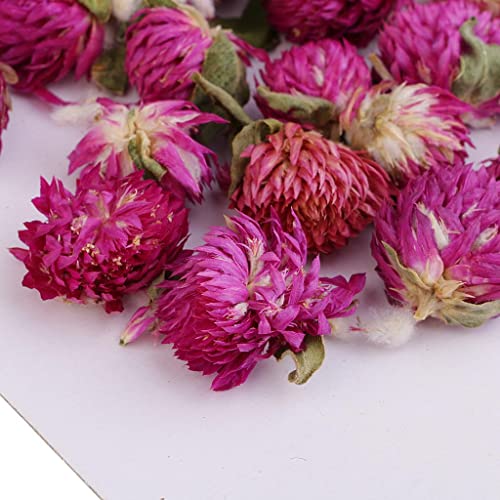 20 piezas flores secas prensadas Gomphrena Globosa miniatura 7