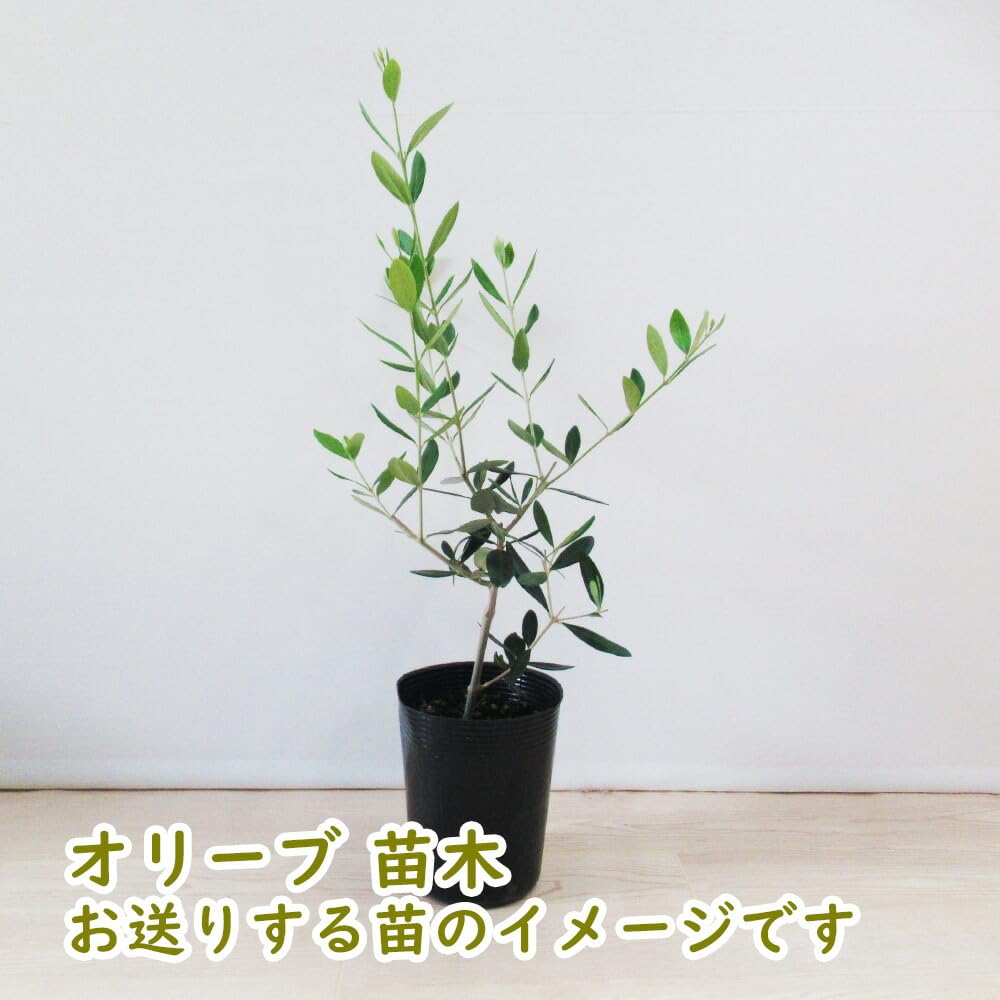 Amazon.co.jp: 【 選べる 】 オリーブ 苗 苗木 10.5cmポット