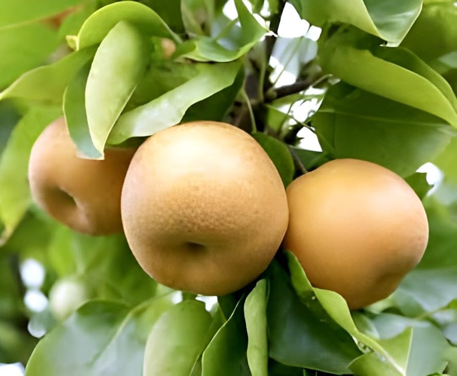 Image of Hybrid Healthy Live Plant Round Babugosha Tropical Fruit Plant /Nashpati /Pear Fruit Grafted for Home Garden Tree Plants (Pack of 1)
