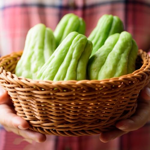 semillas de chayote 80pcs