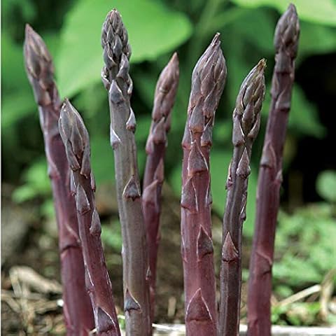 David's Garden Seeds Asparagus Purple Passion 25 Non-GMO, Hybrid Seeds Cover