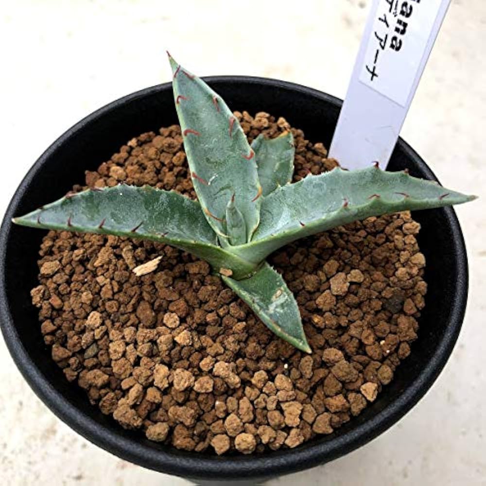 Amazon | 多肉植物 ：アガベ ハバディアーナ*S | フラワー