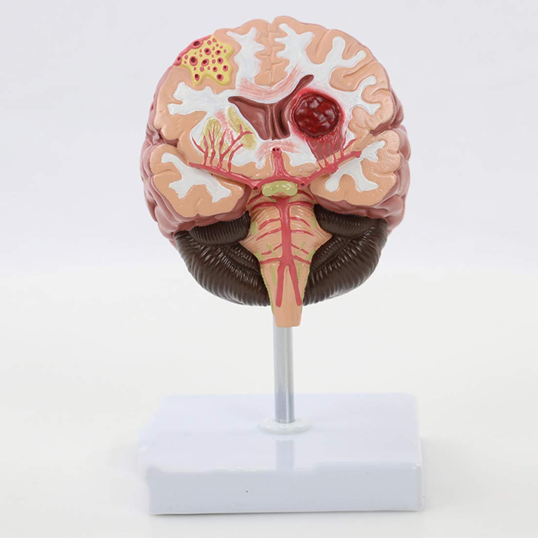 Buy Educational Model Medical Human Brain Anatomical Model Human