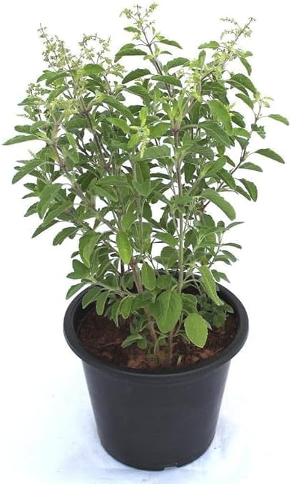 Floryzen Live Holy Tulsi Plant | Sacred Basil for Home & Garden | Natural Air Purifier, Positive Energy, Vastu & Pooja Plant | Fresh Live Plant in Pot (Rama Tulsi)