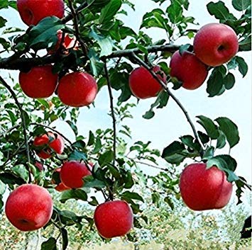 Sélection de graines d'arbres bonsaï nains Fruits délicieux dans votre jardin Fruits bonsaï à croissance facile Livraison gratuite Paquet de 500 graines