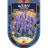 ＩＴＡＮＳＥ 花球根 ムスカリ アルメニアカム 20球 1袋売り 学名： Muscari Armeniacum タイプ： キジカクシ科 耐寒性多年草 ムスカリの基本種 園芸品種の親 青紫色の美しい花 チューリップやビオラ、パンジー、ヒアシンスなどと寄せ植えも良く合う 葉は線形 花茎から穂状花序を伸ばし、花序の周りを覆うように壺状の小花を多数下向きに咲かせます