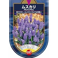Amazon.co.jp: ITANSE 花球根 ムスカリ 3種混合 10球 1袋 ブドウ