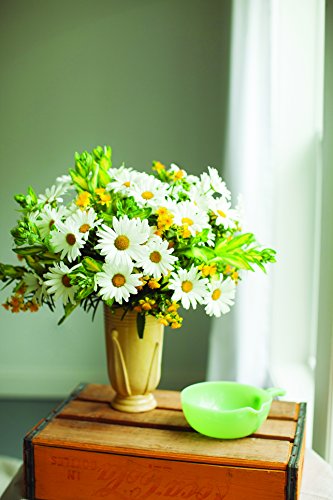 Gold Splash Wintercreeper (Euonymus) Live Evergreen Shrub, Green And Yellow Foliage, 4.5 In. Quart #TOP6