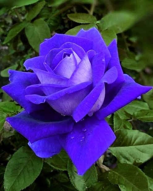 Rose Creeping Wild Rambling Ornamental Trellis Blooms Vining Fragrant Trailing Flower Plant (Climbing Plant, Purple) Purple Rose Flower Tree Plant (B0CQHHY12H) Amazon Price History, Amazon Price Tracker