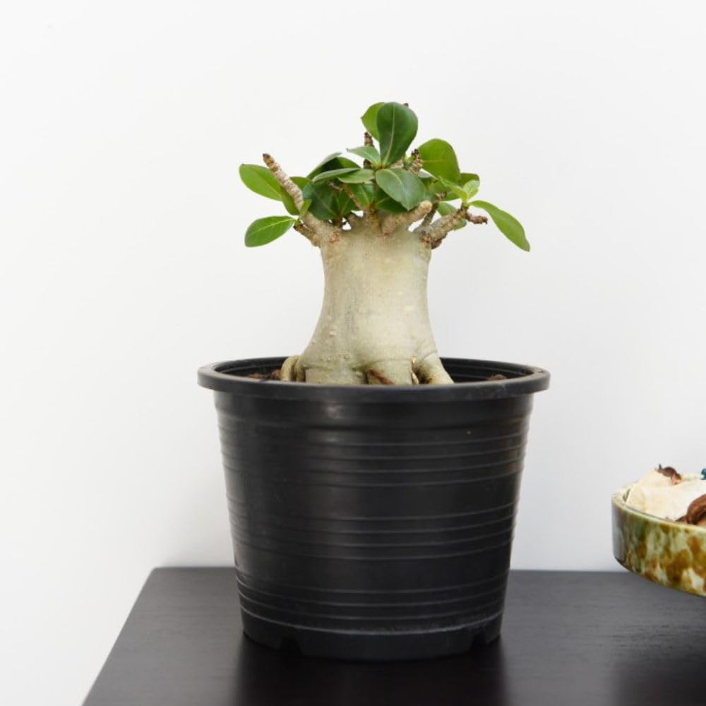 Adenium 'Ansu Baobab' - Tender Perennial - Rare Miniature Baobab Tree-Like Succulent - Easy Care Indoor Plant – 1x 12cm by Thompson and Morgan