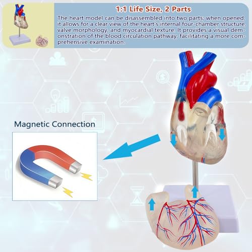 Image of Life-Size Transparent Human Heart Model, 2-Part Detachable Heart Anatomy Model for Education, Cardiology Study, Patient Demonstration