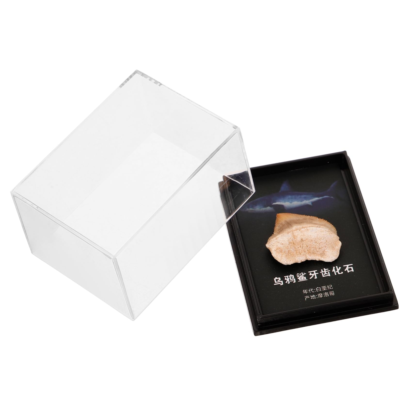 Ciieeo Fossilized Specimen Paleontology Model Teeth Decor for Teaching and Educational Purposes Authentic Geological Display for Science Enthusiasts