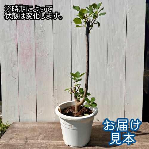 Amazon.co.jp: スモークツリー ピンクパール 7号鉢（直径21cm） 3年物