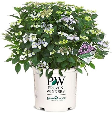 Proven Winners - Hydrangea serrata Tuff Stuff (Mountain Hydrangea) Shrub, pink/blue, #3 - Size Container
