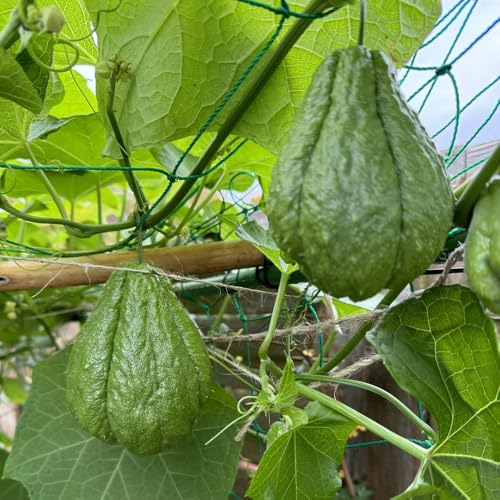 semillas del chayote - invierno interior jardín balcón 50pcs