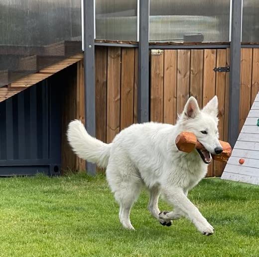 Dingo Apportier Holz aus einem Stück Erlenholz Apport für Gehorsam Obedience Spiel, Spaß und Hundetraining 400 g 17553