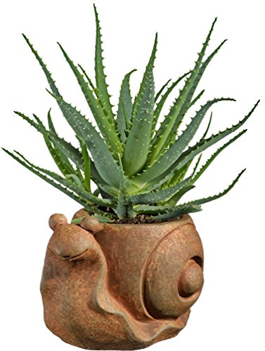 image for Classic Home and Garden 9/3471R/1 Snail Planter, Small Rust