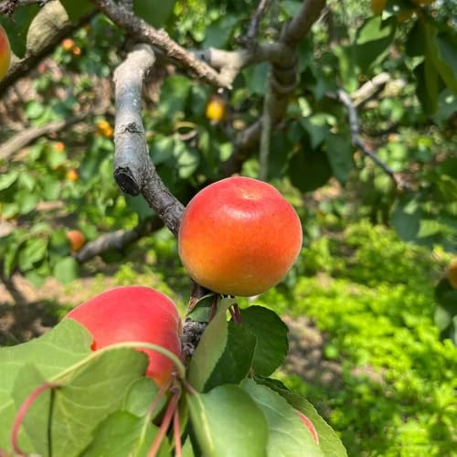 Semillas resistentes de albaricoquero de jardín interior columnares balcón resistentes jardín exóticas semillas 8pcs