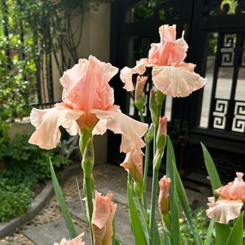 Bulbos de iris, bulbo de rara bulbos de primavera, de interior 6pcs