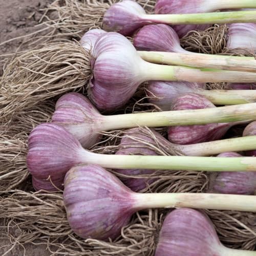 4 pcs Pflanzknoblauch Winterhart Gartenkräuter Winterharte Stauden Mehrjährig Steckknoblauch Frühjahr Herbal Dekopflanzen Pflanzenkübel Kräutergarten Balkon Topfpflanzen Draußen