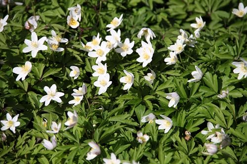 WASSERPFLANZEN WOLFF ~ Anemone nemorosa - Buschwindröschen, weiß - QUALITÄTSSTAUDE