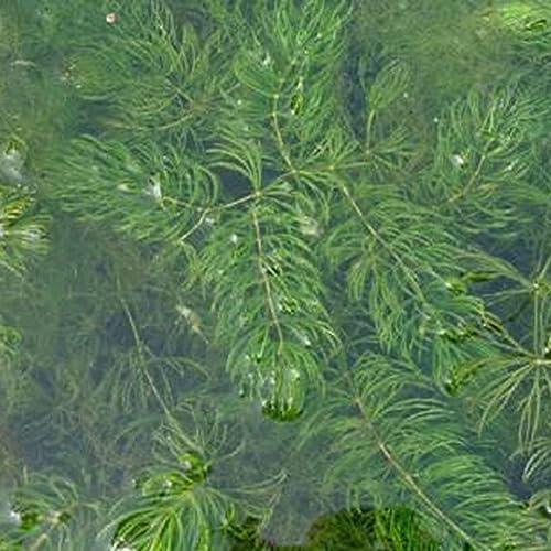 PERZOE 100pcs graines de Ceratophyllum Demersum, décor d'aquarium de réservoir d'eau de plante Graines de Ceratophyllum Demersum