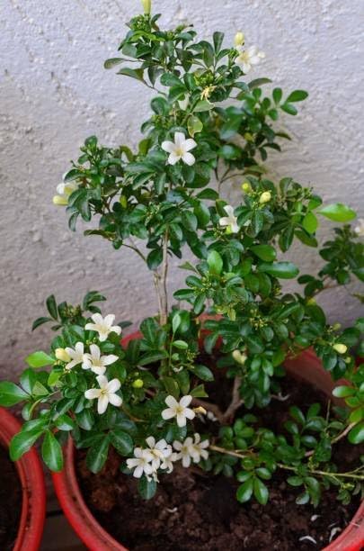 Image of Live Madhu Kamini Plant with Pot | Murraya Paniculata Orange Jasmine Fragrant Flowering Shrub | All Season Evergreen Outdoor Plant for Home Garden Balcony Terrace Decor | Pack of 1