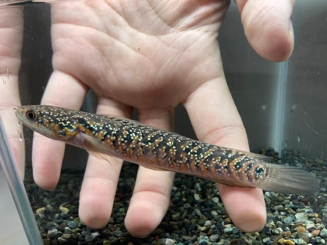 Amazon | （熱帯魚）レッドコウタイ スターダスト1匹（スネークヘッド