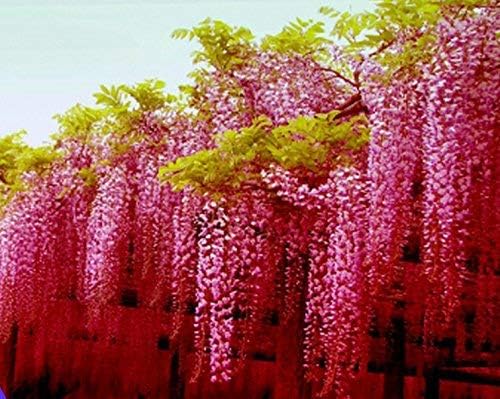 ADB Inc 2016 Rare Heirloom Pink Wisteria Garden Beautiful Climbing Shrub