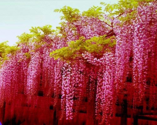 ADB Inc 2016 Rare Heirloom Pink Wisteria Garden Beautiful Climbing Shrub