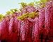 ADB Inc 2016 Rare Heirloom Pink Wisteria Garden Beautiful Climbing Shrub