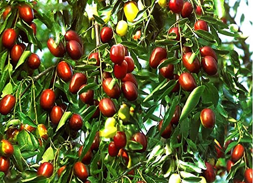 10 Jujube Tree Seeds Ziziphus Jujube Fast Growing Fruit Tree Seeds Hardy Plant #TOP16