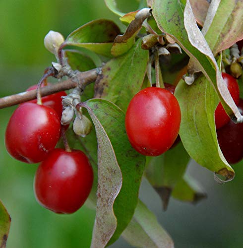 Kornelkirsche Kasanlaker 80-100cm - Cornus mas - lebende Gartenpflanze aus den Baumschulen