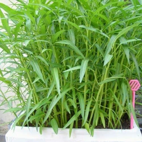 1000 Seeds Kangkong Seeds - Rau Muong, Ong Choy, Brown Wáº¡tÃ©r Spin.áº¡ch Seed Water Convolvulus - Chinese Spinach - Chinese Watercress - Chinese Convolvulus Cong Xin CAI + Free bananda mask
