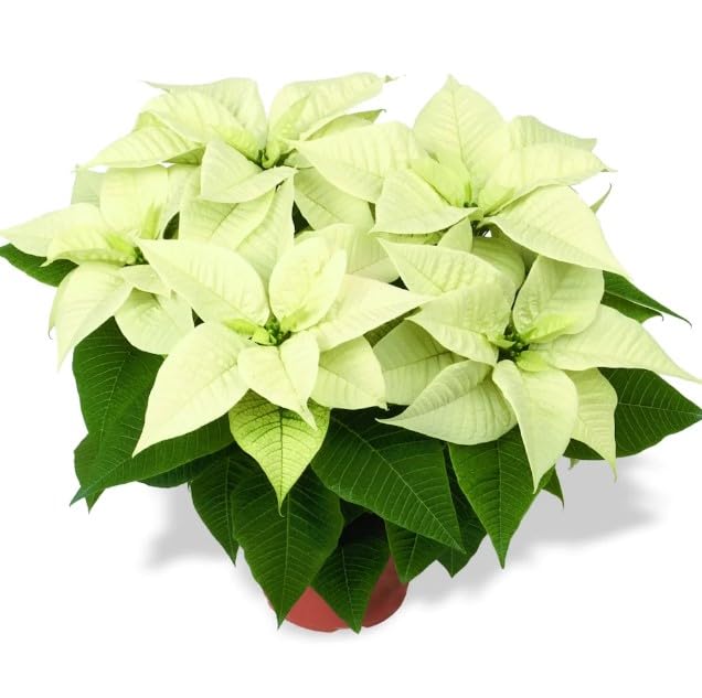 Flor Princettia Blanca - Planta Viva - Planta de Interior y Exterior