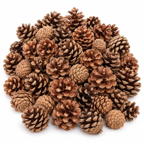 NaDeco Tannenzapfen 1 kg, ca. 50-70 Stück, 5-6 cm, Pinus nigra