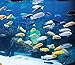 Family of (15) African Cichlids 1.25