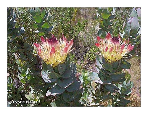 SANHOC Seeds Package: Pro eximia - Broadleaf Sugar - 4 SeedsSEED