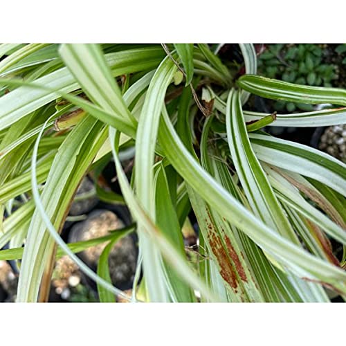 Amazon.co.jp: 【5本 セット】 フイリキチジョウソウ (斑入り Amazon.co.jp: 【5本 セット】 フイリキチジョウソウ (斑入り