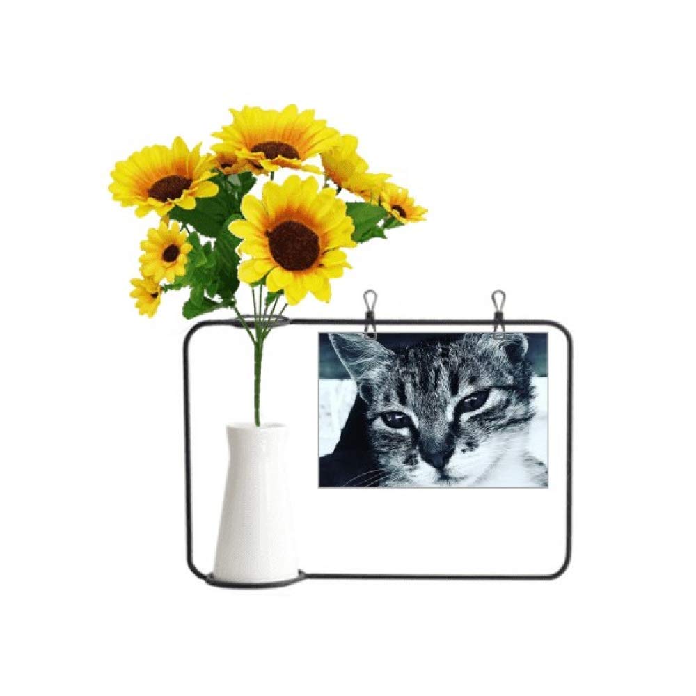 Carte de bénédiction pour photo de chat gris, cadeau d'anniversaire