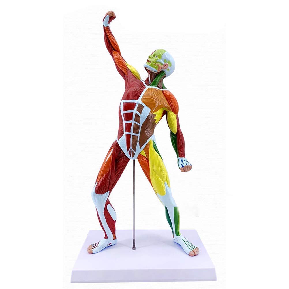Modèle Anatomique De Muscle Humain Coloré, 50cm, Viscères Humains, Ressources d'apprentissage Modèle Anatomique, Matériel Pédagogique